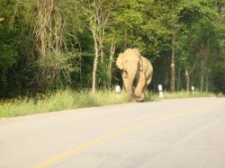 Olifant
